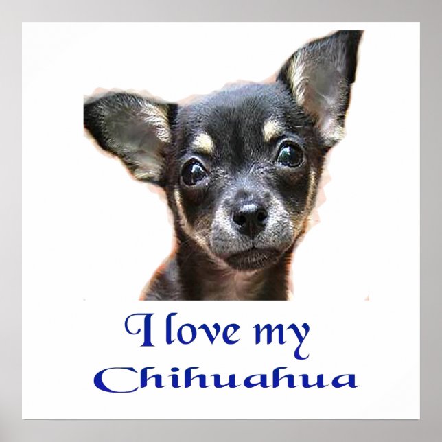 Chihuahua poster (Frente)