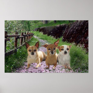 Chihuahua Purple Poster