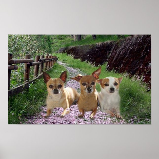 Chihuahua Purple Poster (Frente)
