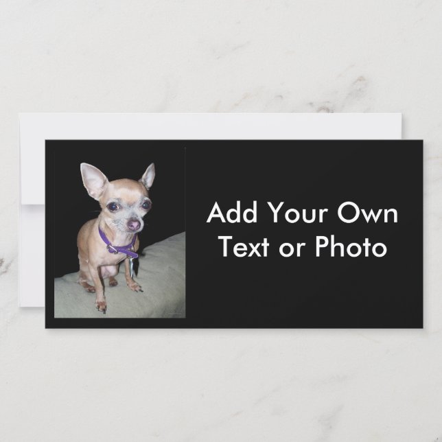 Chihuhahua Olhando Para Você (Frente)