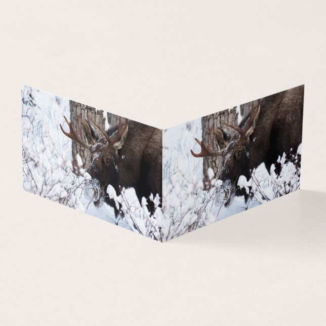 Chilly Moose (Exterior)