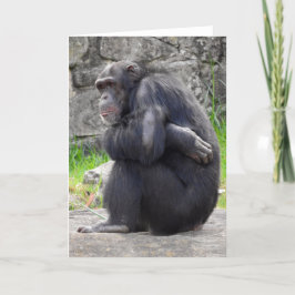 Chimpanzé - Cartão