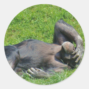 Chimpanzé - etiqueta