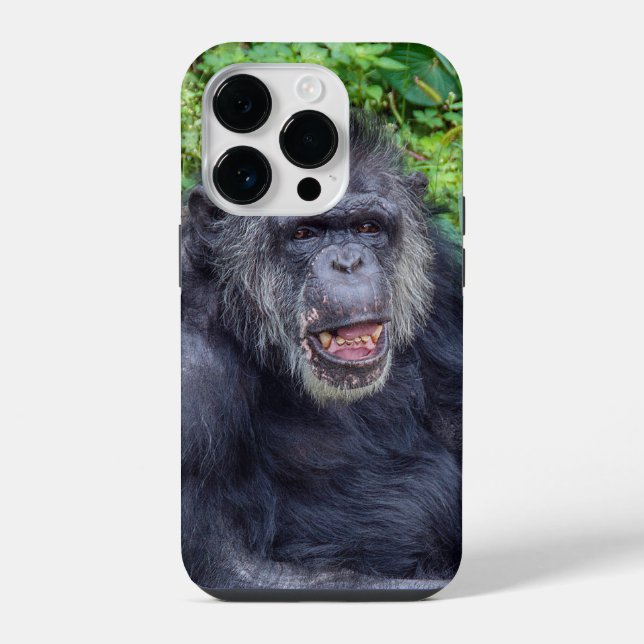 Chimpanzé Fechar (Verso)