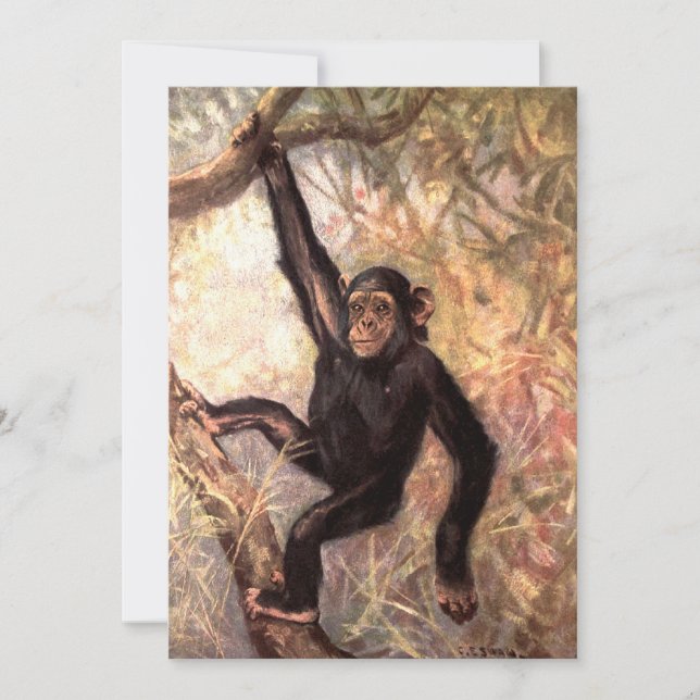 Chimpanzé pendurado em árvore (Frente)