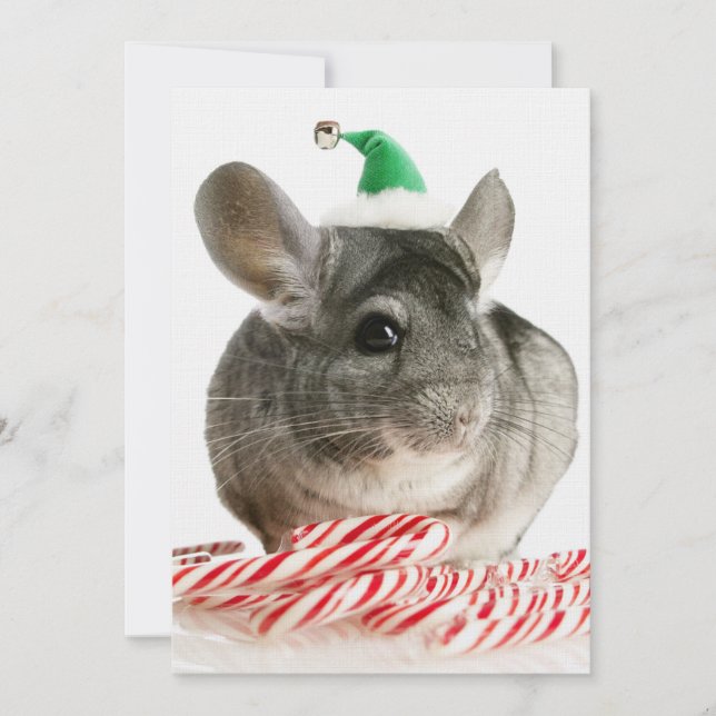 Chinchilla com canas doces (Frente)