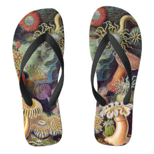 Chinelos Anêmonas-do-mar Vintage por Ernst Haeckel