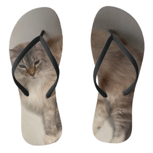 Chinelos de gatos
