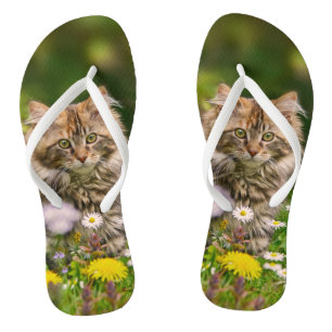Chinelos Gato de Gatinho de Maine em Casinha na Flor Foto d