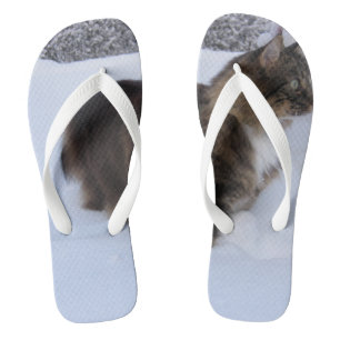 Chinelos gato floresta norueguesa na neve