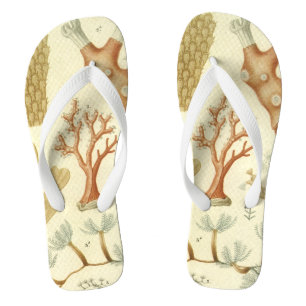 Chinelos Livro Didático de Ciências Biologia, Animais de Co