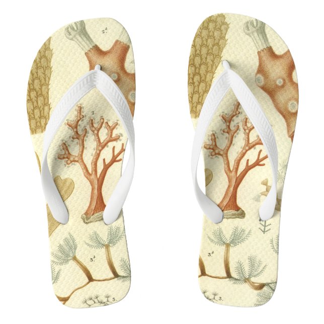 Chinelos Livro Didático de Ciências Biologia, Animais de Co (Pé da cama)