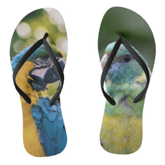 Chinelos Parrot Patterned 