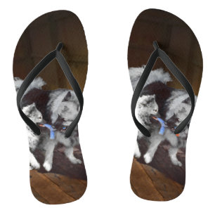 Chinelos Pintura em tempo de reprodução de Keeshond - Arte 