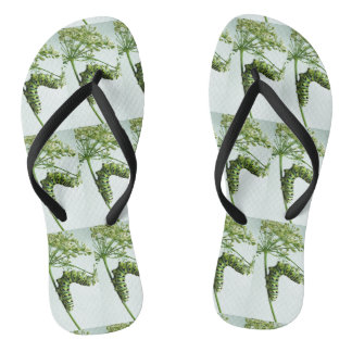 Chinelos Sala de comida da lagarta-do-mato-preto