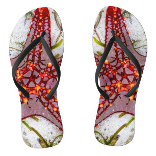 Chinelos Starfish, Zanzibar, Tanzânia