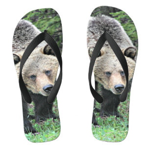 Chinelos Urso Pardo Caminhando Na Floresta