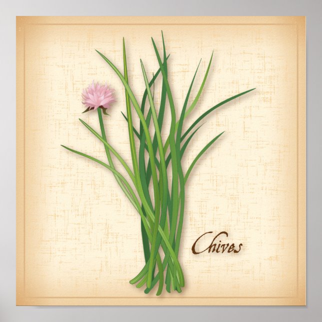 Chives Herb Poster (Frente)