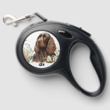 Chocolate Coker Spaniel