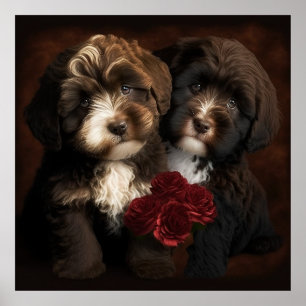 Chocolate Havanese Puppies Wall Impressão por Hava