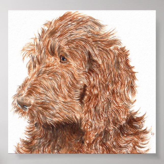 Chocolate Labradoodle nº 2 Impressão (Frente)