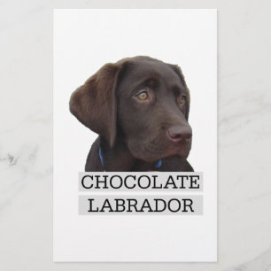 Chocolate Labrador design único!