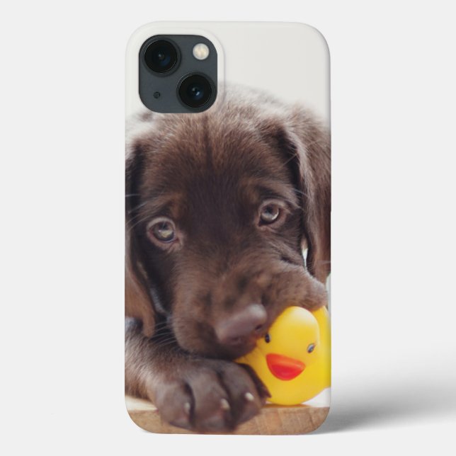 Chocolate Labrador Puppy Com Pato De Brinquedo (Verso)