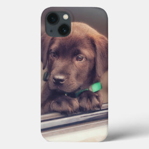 Chocolate Labrador Puppy No Carro
