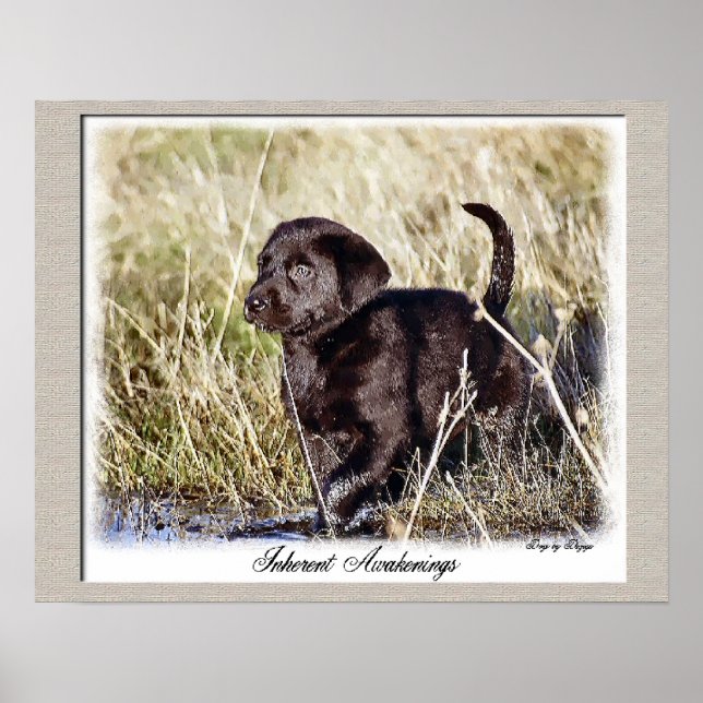 Chocolate Labrador Retriever Art Impressão (Frente)