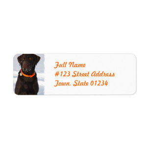 Chocolate labrador retriever que envia a etiqueta