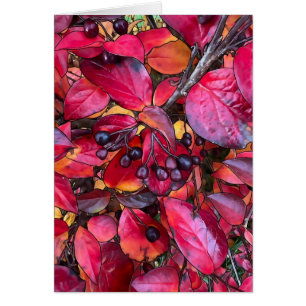Chokecherries de outono - Cartão de Arte de 5" x 7