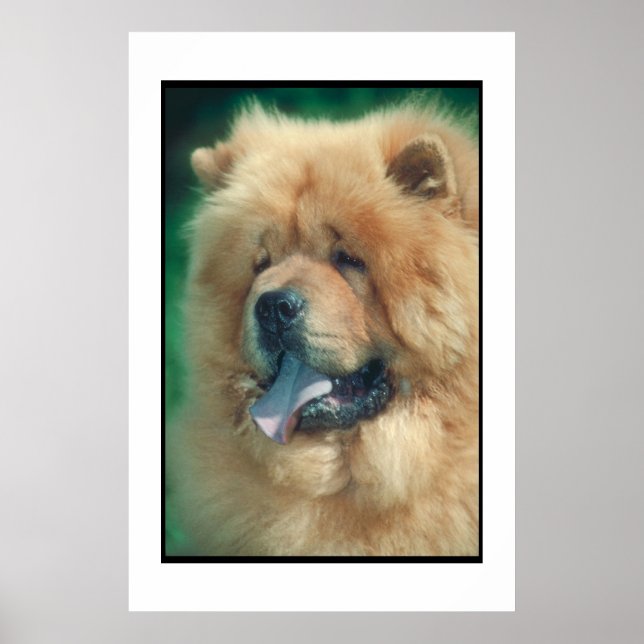 Chow Chow Poster (Frente)