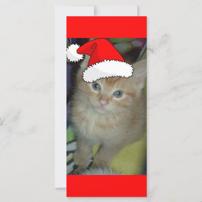 Christmas Orange Tabby Kitten (Frente)