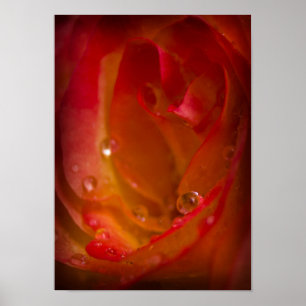 Chuva cai no Poster de Rosa 4