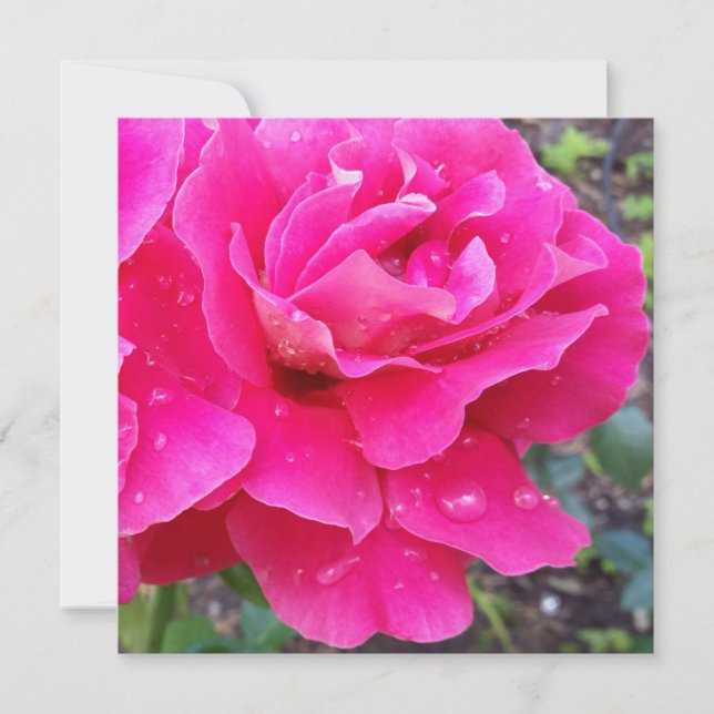 Chuva nas pétalas (Frente)