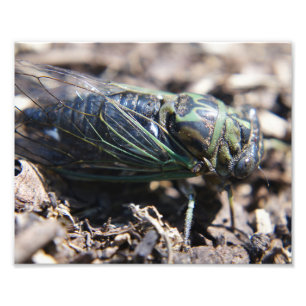 Cicada 8x10 Impressão de fotos