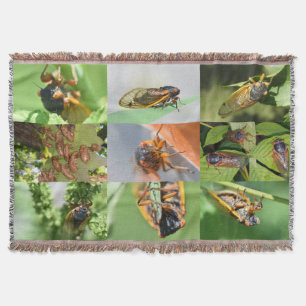 Cicada Mania lança cobertor