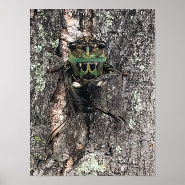 Cicada Poster (Frente)