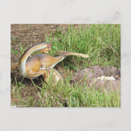 Cidadão - Dinossauro - Cartão de Aprendizado