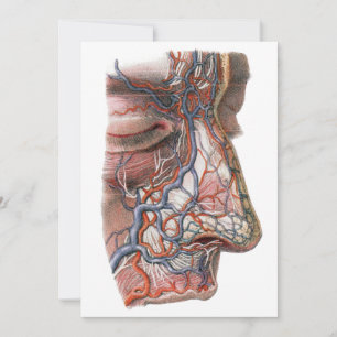 Ciência Antiga Anatomia Humana, Rosto com Nariz