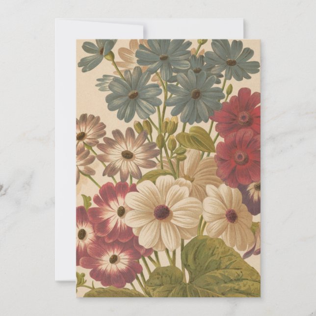 Cineraria | George Nicholson (Frente)