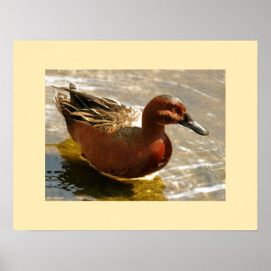 Cinnamon Teal Duck Impressão