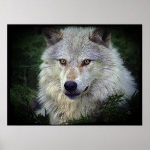 Cinza Branca de Wolf Wildlife Supporter Poster