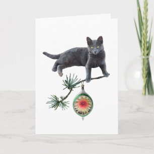 Cinza Cat com Cartão de Ornamento