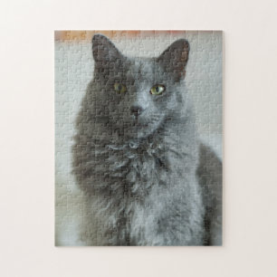 Cinza de Gato de Quebra-cabeça