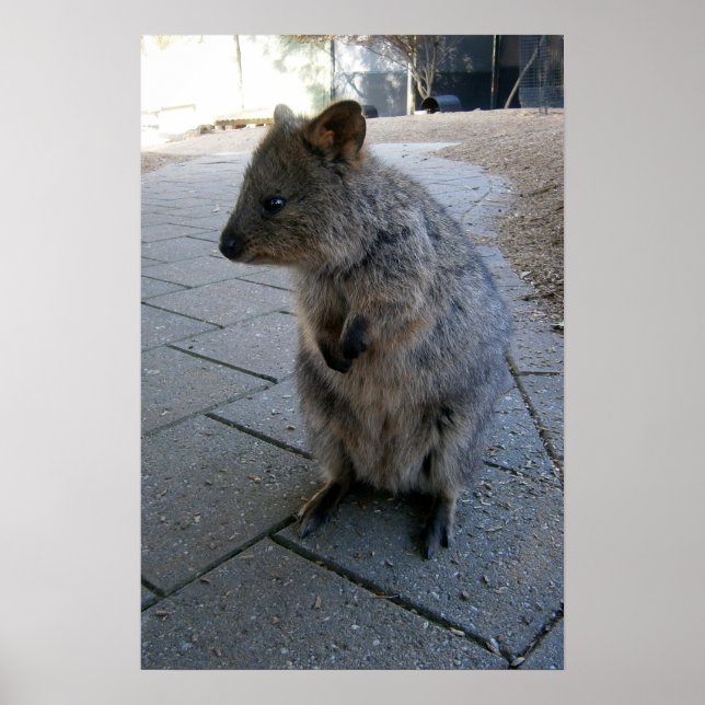 Cinza Furry Australian Quokka, Poster (Frente)