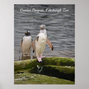 Cinza Gentoo Penguin Edinburgh Zoo Scotland Poster