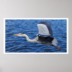 Cinza Heron na Poster de voo