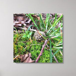 Cinza Morel na canvas