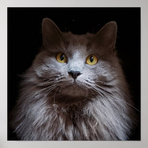 Cinza Nebelung Long Hair Blue Poster